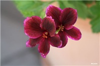 db43becf-IMG_7574 engleska pelargonija.jpg